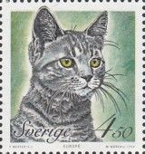 Shorthair (Felis silvestris catus)