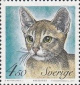 Abyssinian (Felis silvestris catus)
