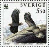 White-tailed Eagle (Haliaeetus albicilla)