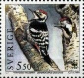 White-backed Woodpecker (Dendrocopos leucotos)