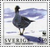 Lesser White-fronted Goose (Anser erythropus)