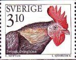 Swedish Dwarf Cock (Gallus gallus domesticus)
