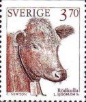 Red poll cow (Bos primigenius taurus)