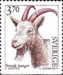 Allmogeget Goat (Capra aegagrus hircus)