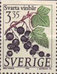 Blackcurrant [Grosellas] - Ribes nigrum