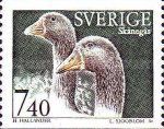 Skane geese (Anser anser domestica)