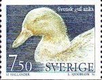 Swedish yellow duck (Anas platyrhynchos domestica)