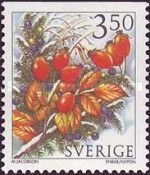 Rose hips and juniper