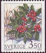 Holly (Ilex aquifolium)