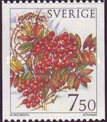 Rowan (Sorbus aucuparia)