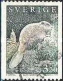 Eurasian Beaver (Castor fiber)