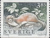 Stoat (Mustela erminea)