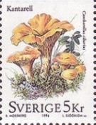 Chanterelle (Cantherellus cibarius)