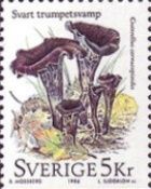 Death trumpets (Craterellus cornucopioides)