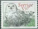 Snowy Owl (Bubo scandiacus)