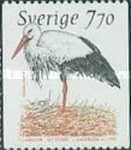 White Stork (Ciconia ciconia)