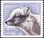 Arctic Fox (Alopex lagopus)
