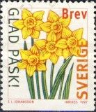 Daffodils