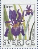 Siberian Iris (Iris sibirica)