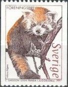 Red Panda (Ailurus fulgens)