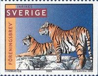 Tiger (Panthera tigris)