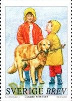 Golden Retriever (Canis lupus familiaris)