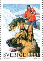 German Shepherd (Canis lupus familiaris)