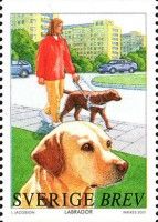 Labrador Retriever (Canis lupus familiaris)