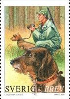 Dachshund (Canis lupus familiaris)