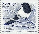 Eurasian Magpie (Pica pica)