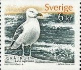 European Herring Gull (Larus argentatus)