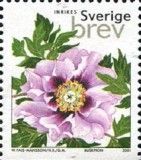 Tree Peony (Paeonia suffruticosa)