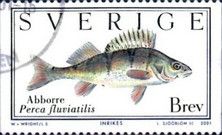 European Perch (Perca fluviatilis)