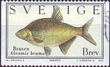 Common Bream (Abramis brama)