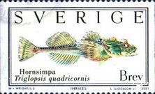 Fourhorn Sculpin (Triglopsis quadricornis)