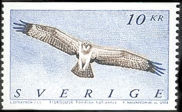 Osprey (Pandion haliaetus)