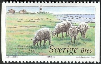 Sheep (Ovis ammon aries) grazing on the Pasture