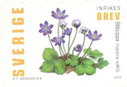 Hepatica (Hepatica nobilis)