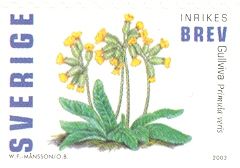 Cowslip (Primula veris)