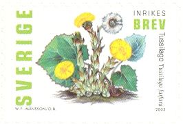 Coltsfoot (Tussilago farfara)