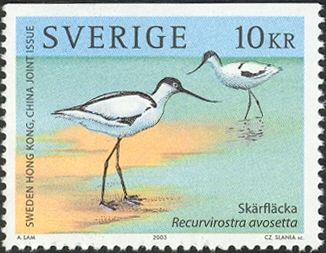 Pied Avocet (Recurvirostra avosetta)