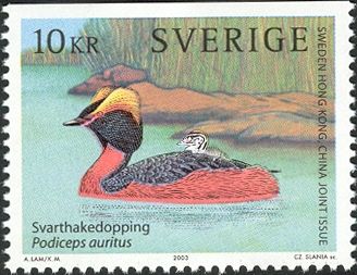 Horned Grebe (Podiceps auritus)
