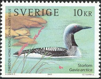 Black-throated Loon (Gavia arctica)