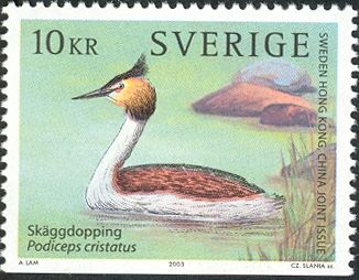 Great Crested Grebe (Podiceps cristatus)