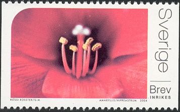Heart of flowers