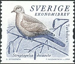 Eurasian Collared Dove (Streptopelia decaocto)