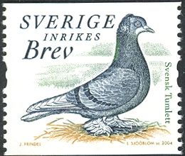 Swedish Tumbler (Columba livia forma domestica)