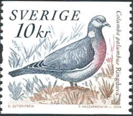 Common Wood Pigeon (Columba palumbus)