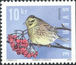 Yellowhammer (Emberiza citrinella)
