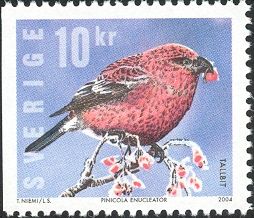 Pine Grosbeak (Pinicola enucleator)